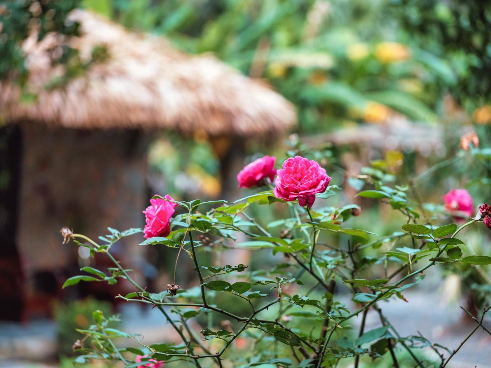 Cozy Beer Garden Homestay Ninh Binh Luaran gambar
